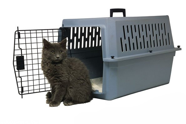 Серый кот сидит возле синего контейнера