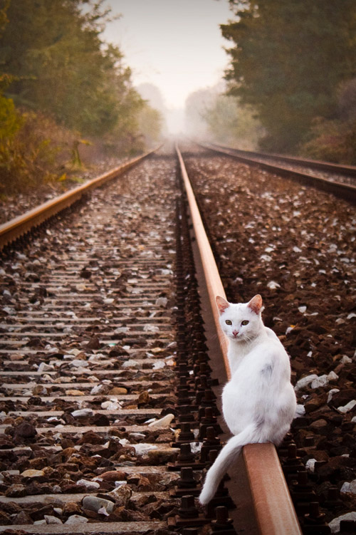 кошка в поезде